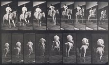 Jumping a hurdle, 1872-1885. Creator: Eadweard J Muybridge