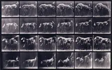 Jumping over three horses, 1872-1885. Creator: Eadweard J Muybridge