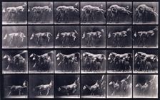 Jumping over three horses, 1872-1885. Creator: Eadweard J Muybridge