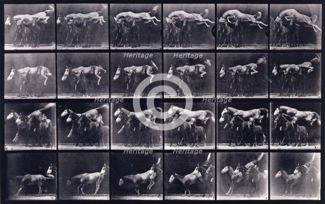 Jumping over three horses, 1872-1885.  Creator: Eadweard J Muybridge.