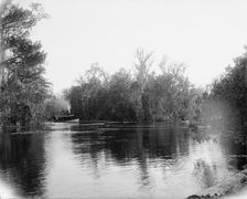 Junction of the Ocklawaha [sic] and Silver Springs rivers, Florida, 1902. Creator: Unknown