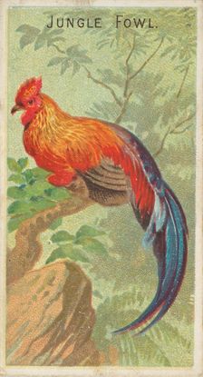 Jungle Fowl, from the Birds of the Tropics series (N5) for Allen & Ginter Cigarettes Brands, 1889. Creator: Allen & Ginter