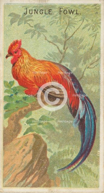 Jungle Fowl, from the Birds of the Tropics series (N5) for Allen & Ginter Cigarettes Brands, 1889. Creator: Allen & Ginter.