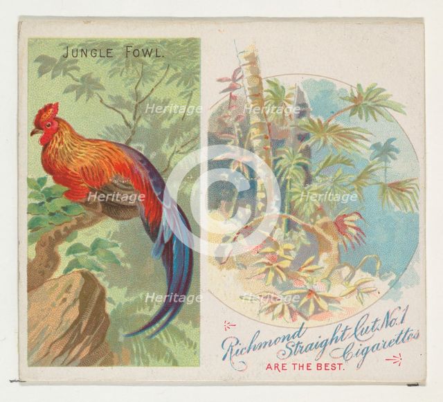 Jungle Fowl, from Birds of the Tropics series (N38) for Allen & Ginter Cigarettes, 1889. Creator: Allen & Ginter.