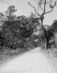Jungle Road, Miami, Fla., c.between 1910 and 1920. Creator: Unknown