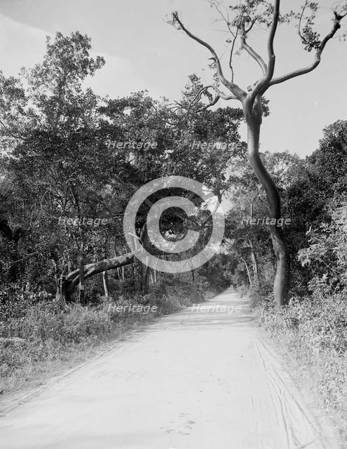Jungle Road, Miami, Fla., c.between 1910 and 1920. Creator: Unknown.