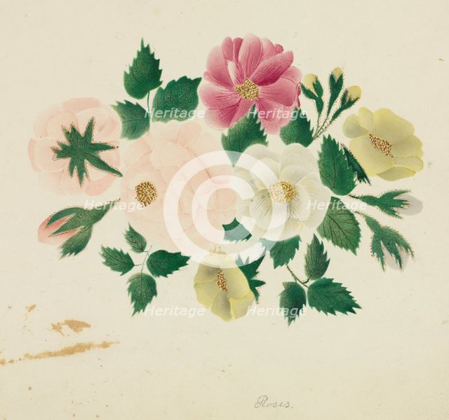 June Roses. Creator: Mary Altha Nims (American, 1817-1907).