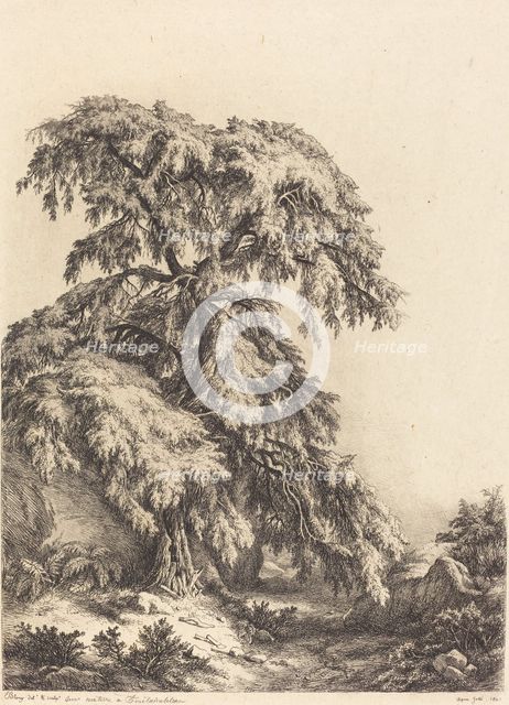 Juniper Tree, 1840. Creator: Eugene Blery.