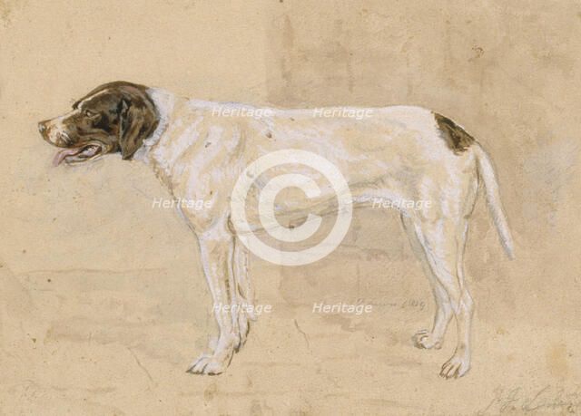 Juno the dog, 1819. Creator: John Frederick Lewis.
