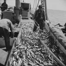 On board the fishing boat Alden, out of Gloucester, Massachusetts, 1943. Creator: Gordon Parks