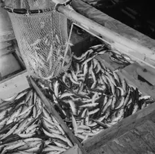 On board the fishing boat Alden, out of Gloucester, Massachusetts, 1943. Creator: Gordon Parks