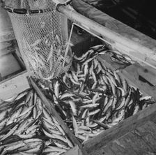 On board the fishing boat Alden, out of Gloucester, Massachusetts, 1943. Creator: Gordon Parks