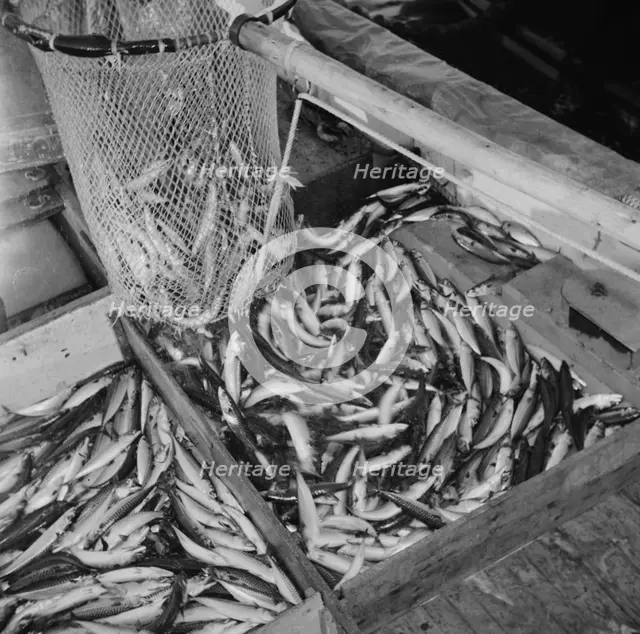 On board the fishing boat Alden, out of Gloucester, Massachusetts, 1943. Creator: Gordon Parks.