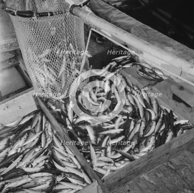 On board the fishing boat Alden, out of Gloucester, Massachusetts, 1943. Creator: Gordon Parks.