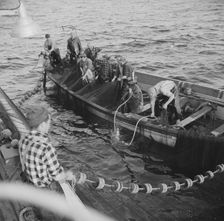 On board the fishing boat Alden, out of Gloucester, Massachusetts, 1943. Creator: Gordon Parks