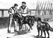 On Board The "Serapis": The Pony and Thibet Mastiff c1891. Creator: James Grant