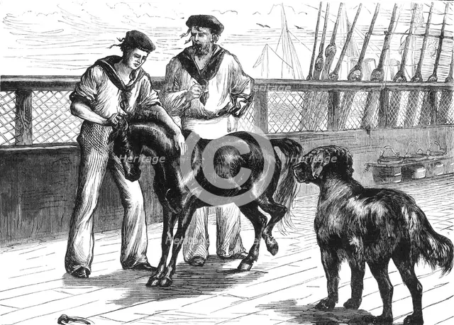 'On Board The "Serapis": The Pony and Thibet Mastiff', c1891. Creator: James Grant.