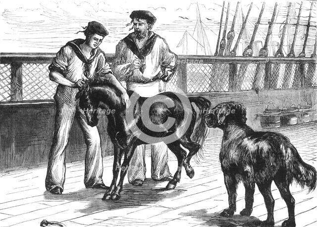 'On Board The "Serapis": The Pony and Thibet Mastiff', c1891. Creator: James Grant.