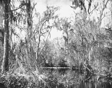 On Governor's Creek, Ocklawaha River, Florida, USA, c1900. Creator: Unknown