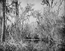 On Governor's Creek, Ocklawaha River, Florida c1897. Creator: Unknown