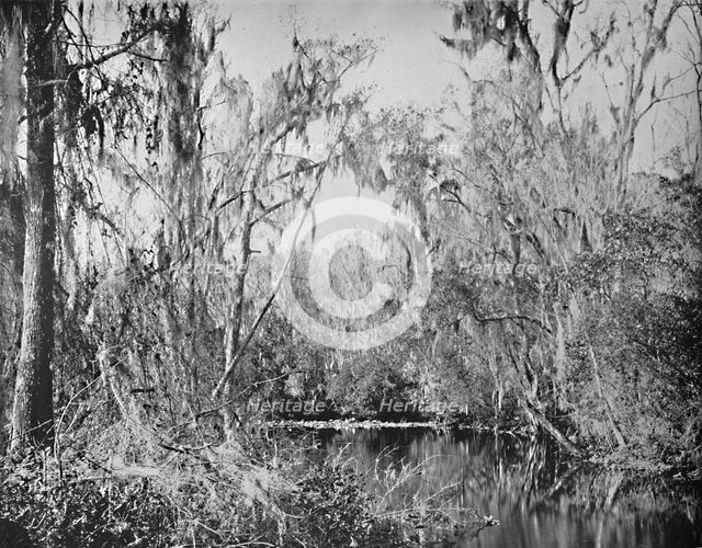 'On Governor's Creek, Ocklawaha River, Florida', c1897. Creator: Unknown.