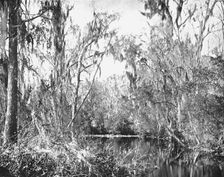 On Governor's Creek, Ocklawaha River, Florida, USA, c1900. Creator: Unknown