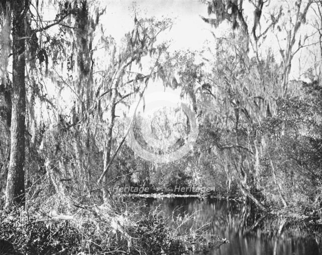 On Governor's Creek, Ocklawaha River, Florida, USA, c1900. Creator: Unknown.