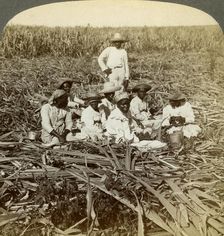 On La Union sugar plantation, San Luis, Santiago Province, Cuba, 1899. Artist: Underwood & Underwood