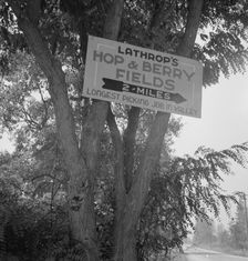 On road off main highway, leading to Roque River, near Grants Pass, Josephine County, Oregon, 1939. Creator: Dorothea Lange