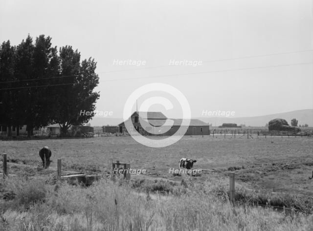 On tenant purchase program, west of Toppenish,  Yakima Valley, Washington, 1939. Creator: Dorothea Lange.
