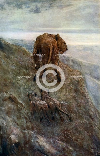 'On the Alert - Lioness and Cubs', c1878-1910, (1912).Artist: John MacAllan Swan