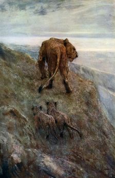 On the Alert - Lioness and Cubs c1878-1910, (1912).Artist: John MacAllan Swan