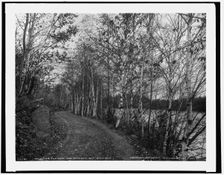 On the eleven mile drive near Ishpeming, Mich., birch drive, c1898. Creator: Unknown