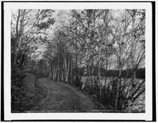 On the eleven mile drive near Ishpeming, Mich., birch drive, c1898. Creator: Unknown