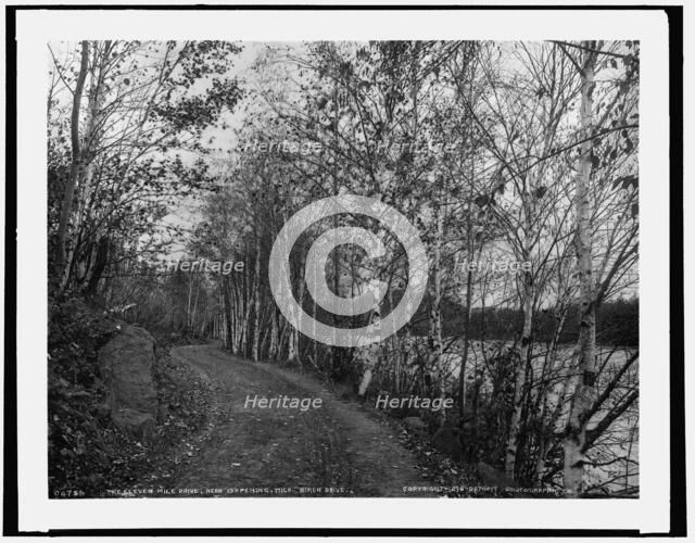 On the eleven mile drive near Ishpeming, Mich., birch drive, c1898. Creator: Unknown.