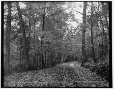On the eleven mile drive near Ishpeming, Mich., October leaves, c1898. Creator: Unknown