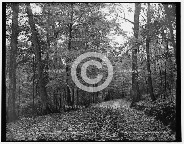 On the eleven mile drive near Ishpeming, Mich., October leaves, c1898. Creator: Unknown.