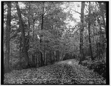On the eleven mile drive near Ishpeming, Mich., October leaves, c1898. Creator: Unknown