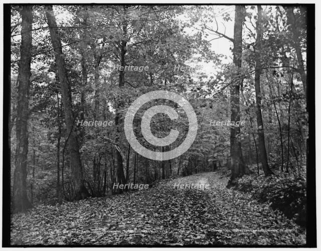 On the eleven mile drive near Ishpeming, Mich., October leaves, c1898. Creator: Unknown.