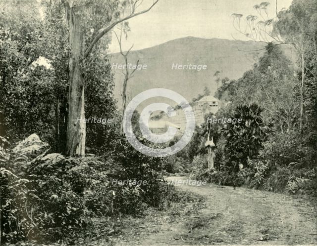 'On the Illawarra Road, N.S.W.', 1901. Creator: Unknown.