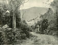 On the Illawarra Road, N.S.W. 1901. Creator: Unknown