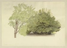 On the left, a tree; on the right, tall shrubbery, 1875. Creator: Carl Theodor Reiffenstein