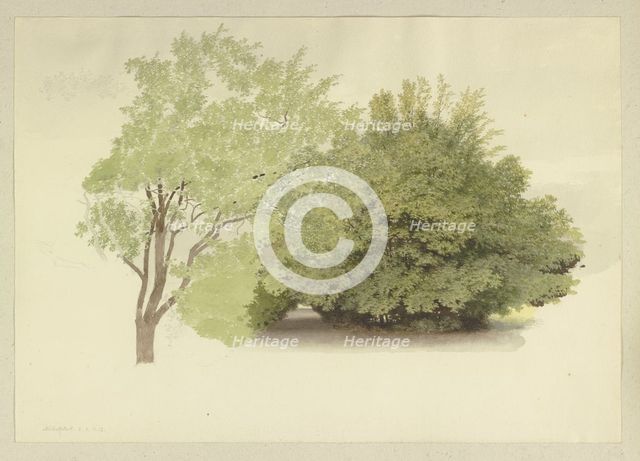 On the left, a tree; on the right, tall shrubbery, 1875. Creator: Carl Theodor Reiffenstein.