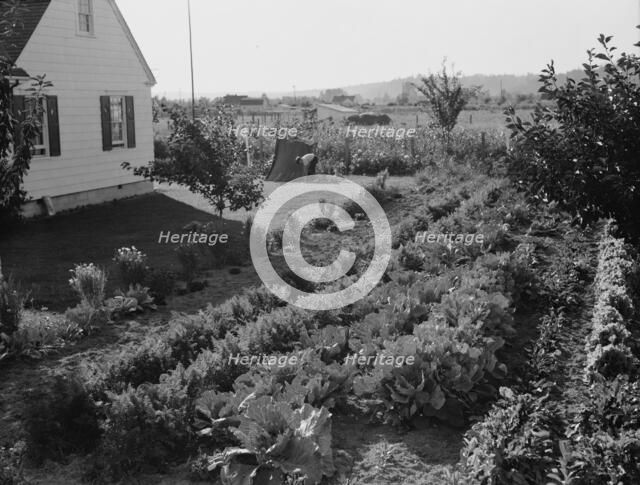 On the Longview homestead project, Cowlitz County, Washington, 1939. Creator: Dorothea Lange.