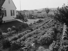 On the Longview homestead project, Cowlitz County, Washington, 1939. Creator: Dorothea Lange