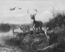On the Qui Vive, Buck and Three Does, 1871. Creator: Arthur Fitzwilliam Tait