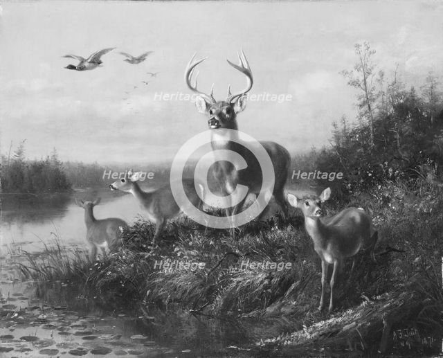 On the Qui Vive, Buck and Three Does, 1871. Creator: Arthur Fitzwilliam Tait.