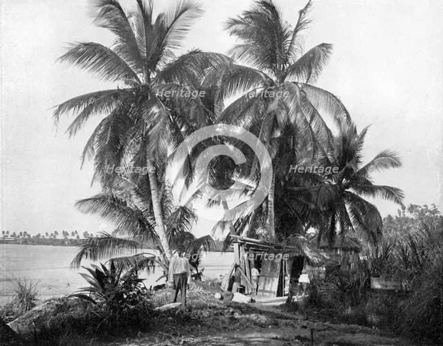 On the road to Blue Hole, Port Antonio, Jamaica, c1905.Artist: Adolphe Duperly & Son