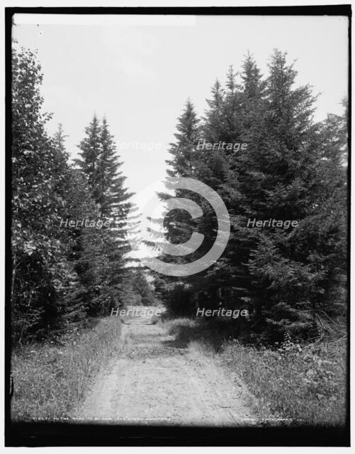 On the road to Silver Lake, Green Mountains, between 1900 and 1906. Creator: Unknown.