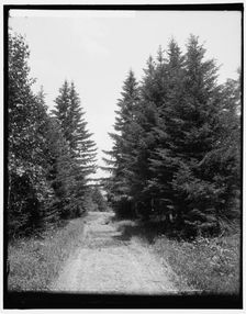 On the road to Silver Lake, Green Mountains, between 1900 and 1906. Creator: Unknown